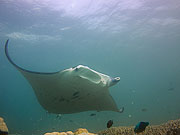 Picture 'Yap1_1_01360 Manta Ray, Yap, Stammtisch (dive site)'